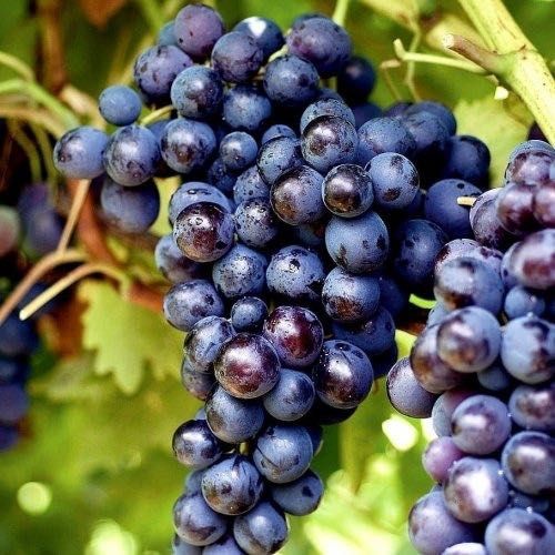 Vand struguri negri Muscat Ada