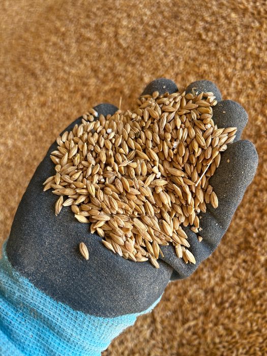 Пшеница Ячмень ячмень дробленный