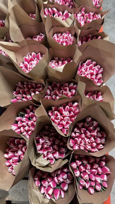 Белоруские тюльпаны крупные