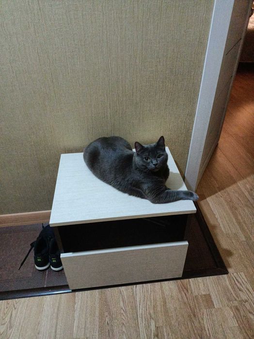кошечка ждет дом