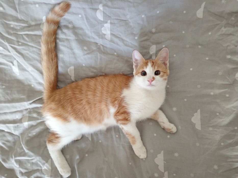 Котенок молодой 6 месяцев, мальчик, очень активный, домашний, чистый.