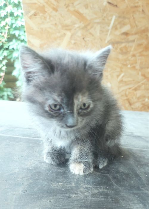 Отдам Котёнка. Девочка серая.