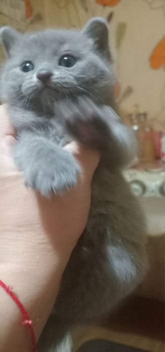 Продам котят пародистых шотландских