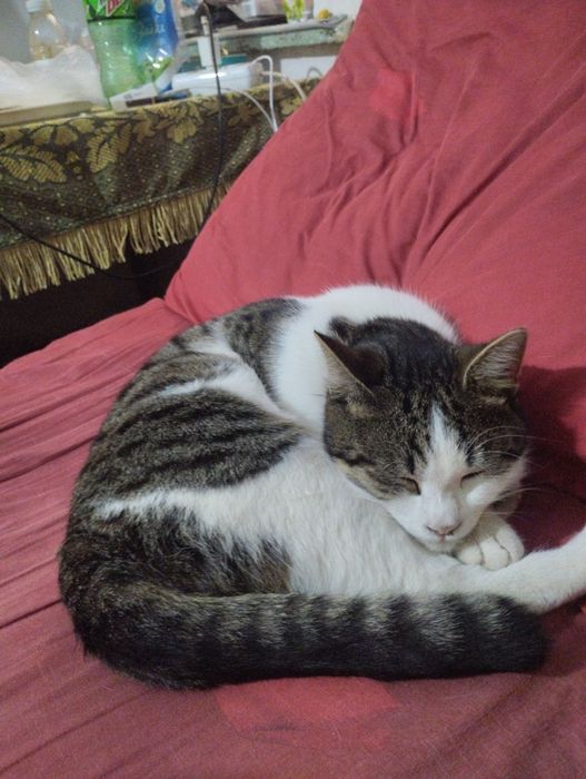 Отдам даром в хорошие руки котёнка мальчик 7 месяца