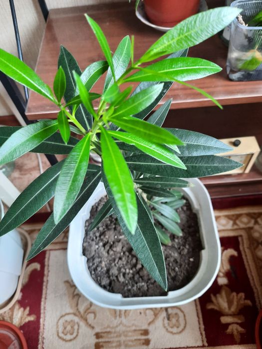 Продам олеандр домашний