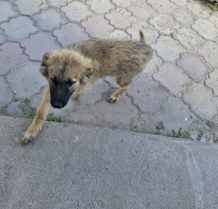 Отдам щенка, мальчик
