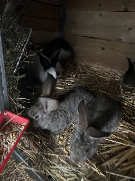 Puii de iepurasi speciali pentru paste