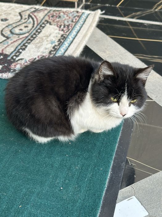 Mushuk tekinga beriladi domshniy qo’lga o’rgangan