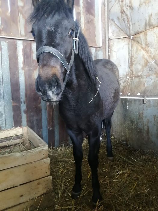 Срочно продам  жеребёнка кабыла