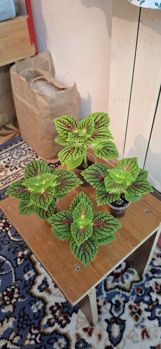 Комнатные цветы молодые