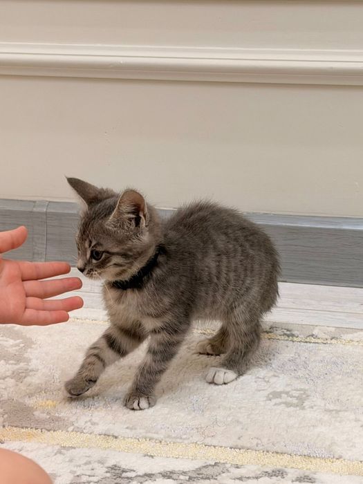 Котенок в добрые руки