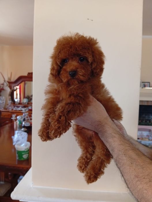 Pudel toy cu pedigree