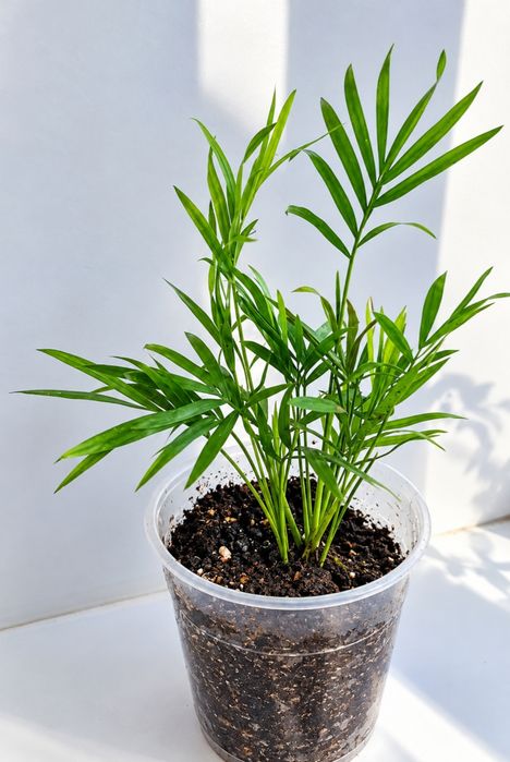 Пальма хамедорея изящная (Chamaedorea elegans)