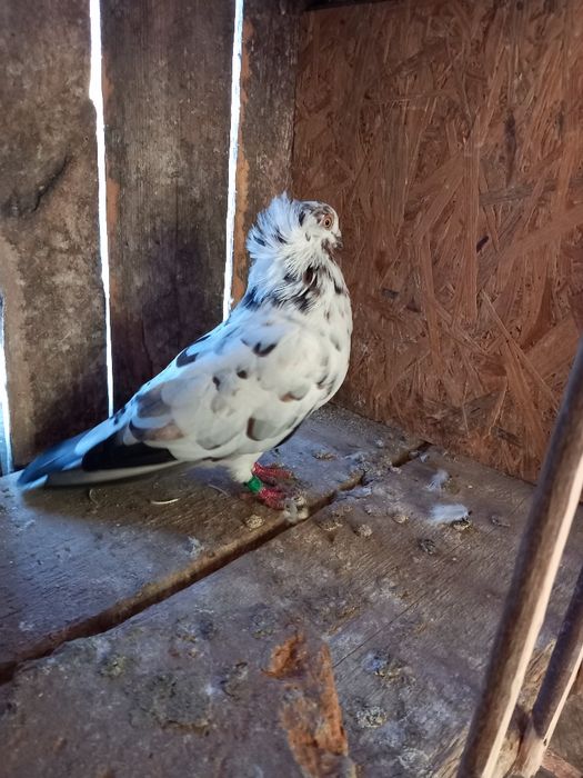 Vând sau schimb jucatori de amara