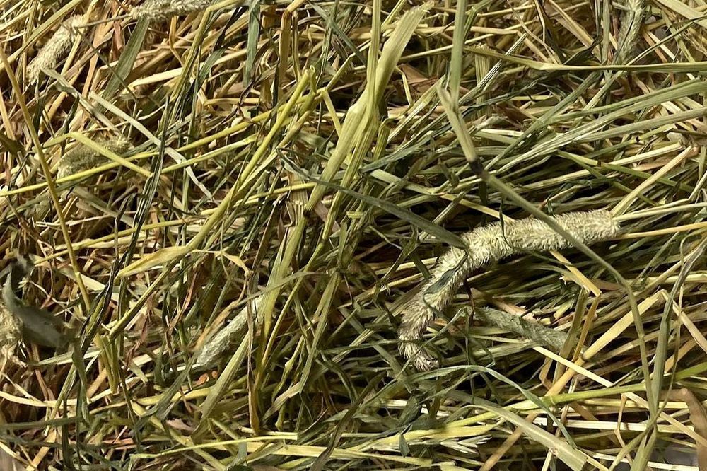 Fân, otavă, lucernă