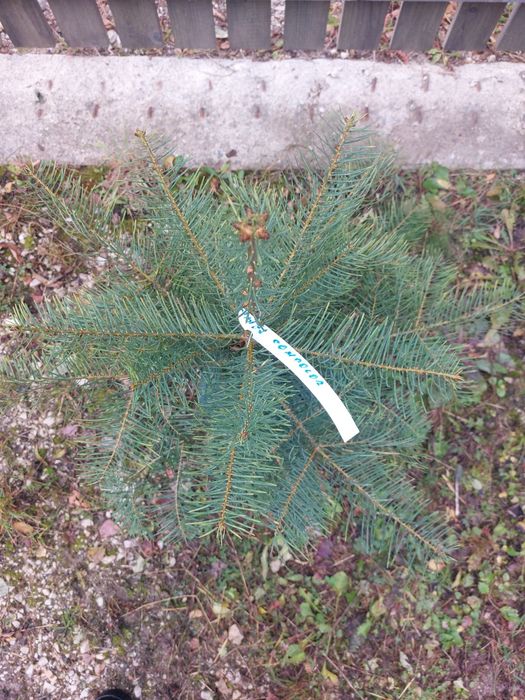 Brazi Abies concolor cu balot de pamant-calibru 60-80 cm