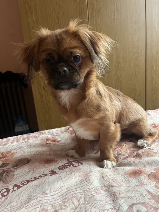 Продавам чистокръвен пекинез