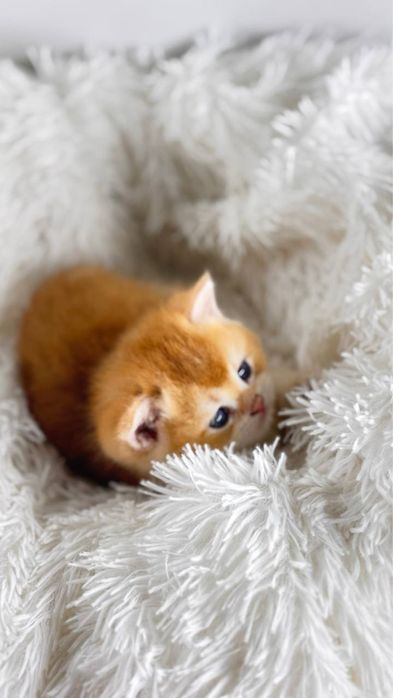 Британские золотые шиншиллы