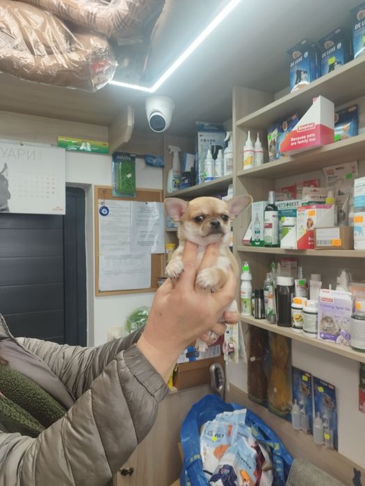 Чихуахуа момченце