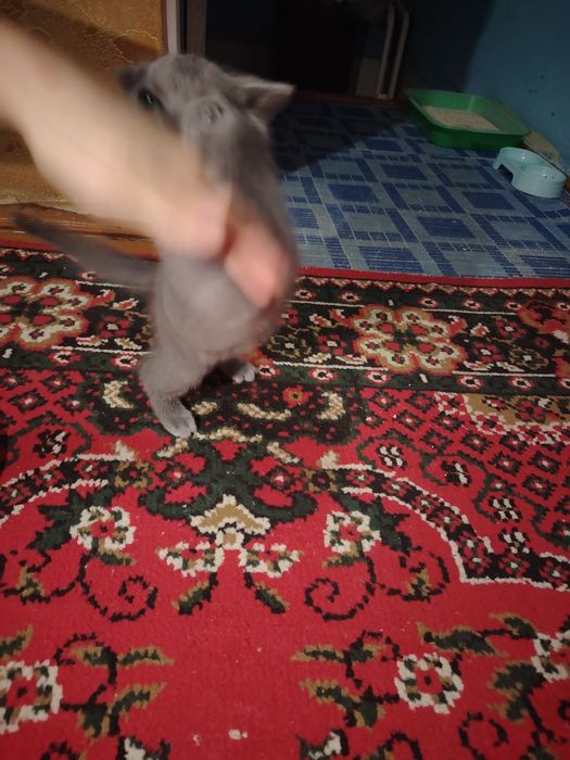 Котята продаётся