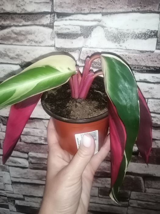 Строманта отростки продам