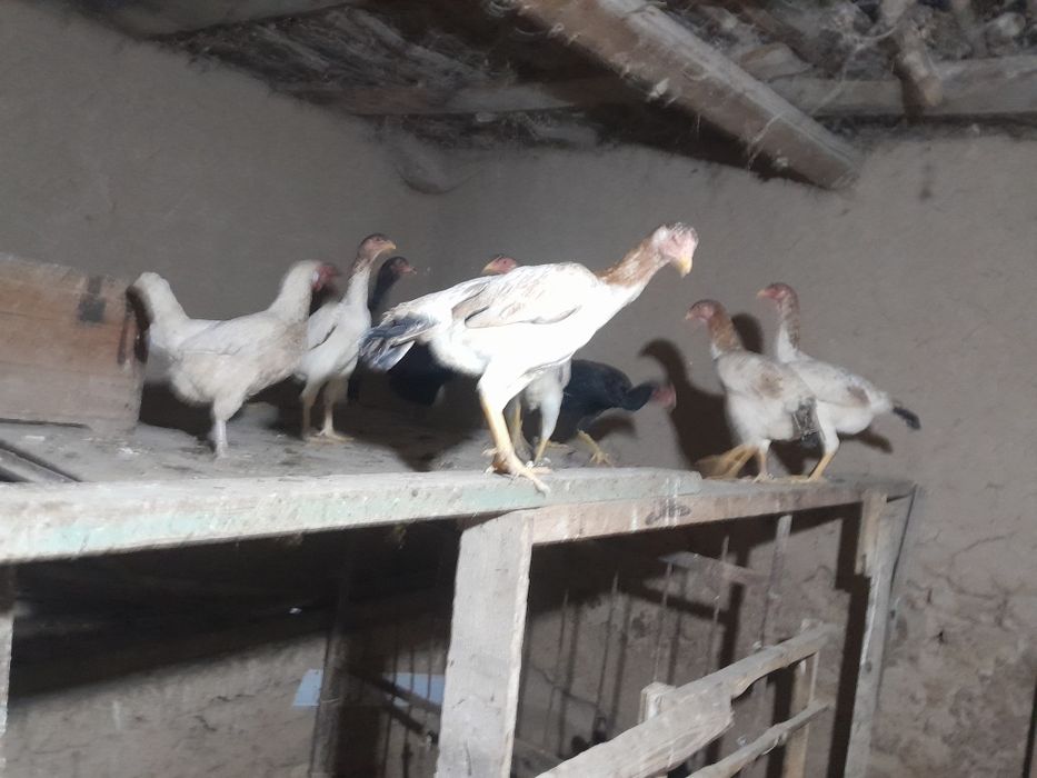 Yaqinda tuxumga kiradi