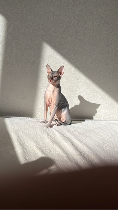 Вязка донской сфинкс