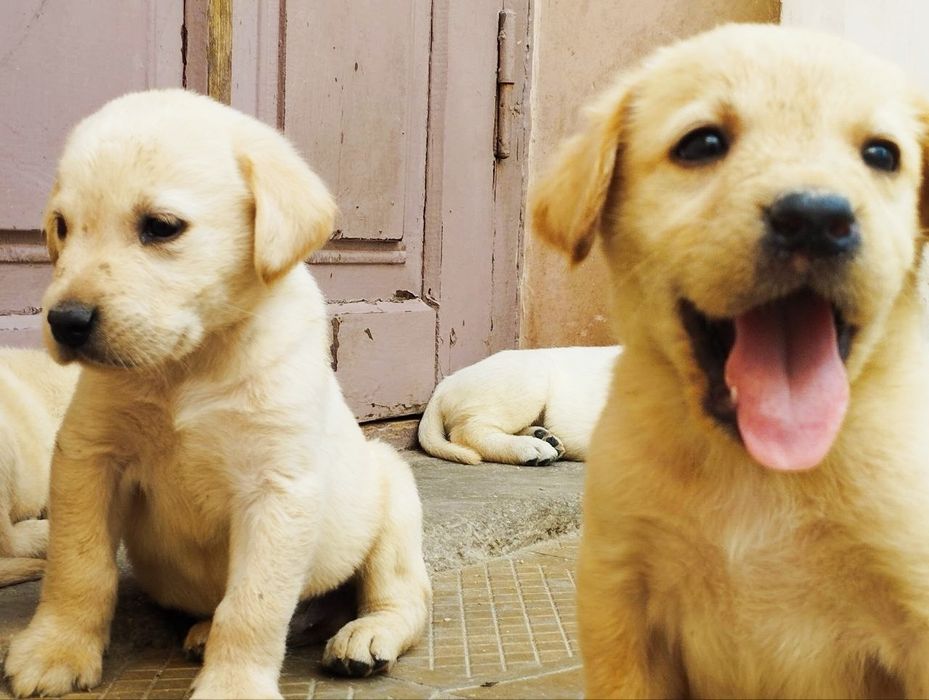 Клубный кобель лабрадора