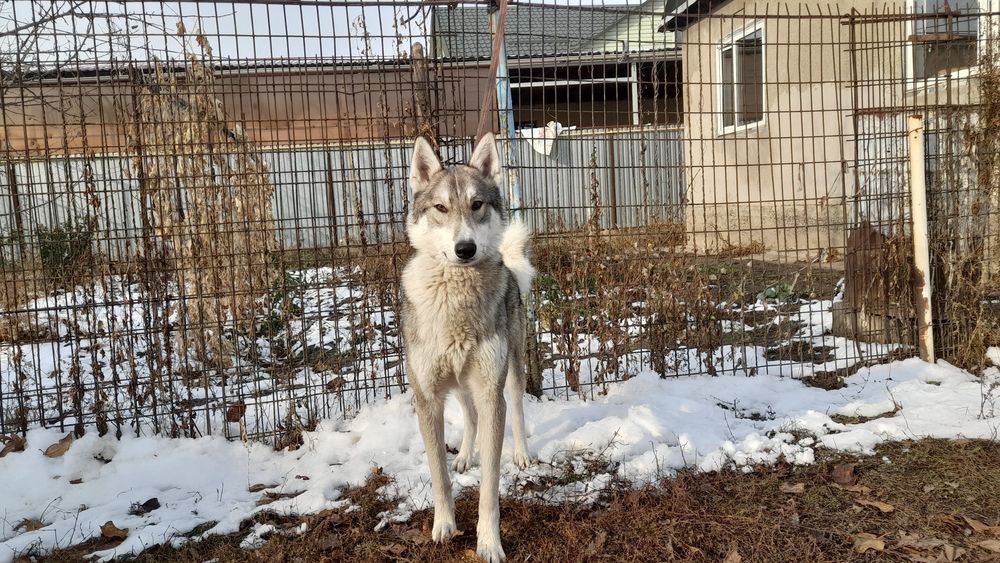 ВЯЗКА. Западно Сибирский Лайка
