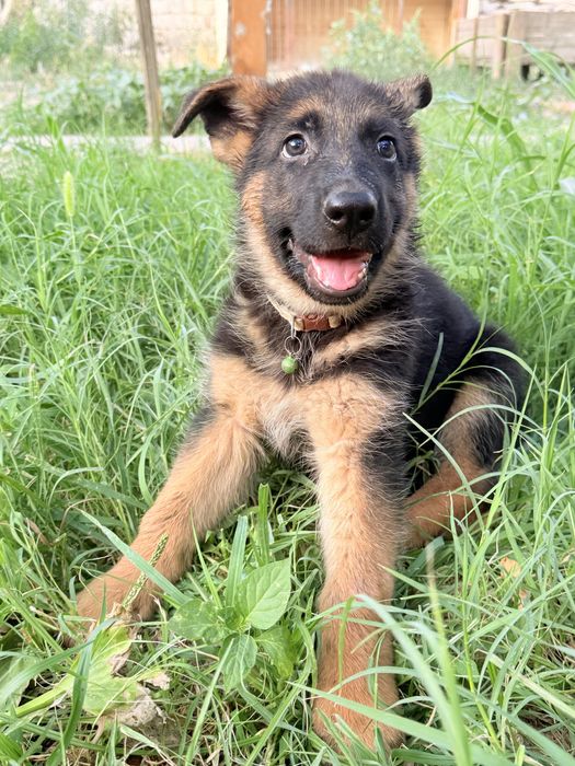 Алиментный щенок немецкой овчарки