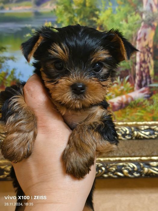 Очаровательные щенки Йорка.