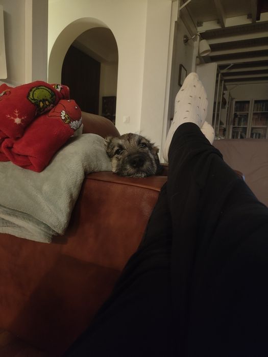 Donez pui femelă cățel