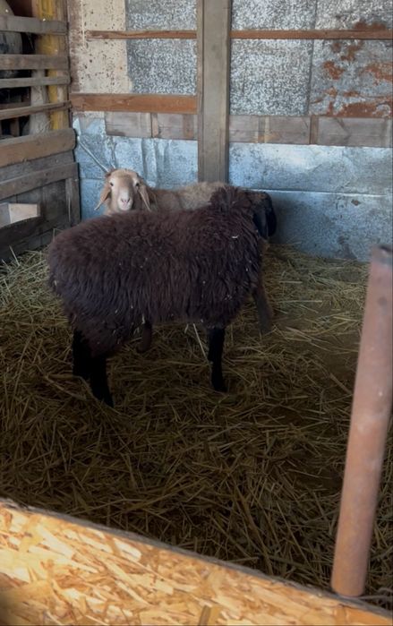 Продам 2 барана  продаются вместе