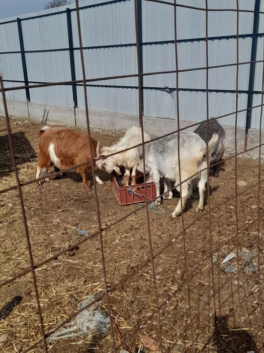 Vând capre bune de tăiat 13 bucati