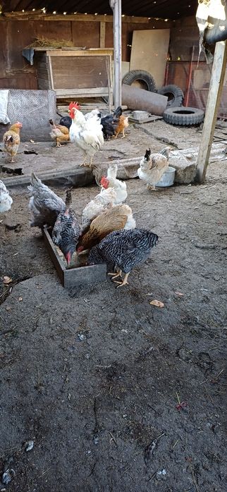 Продам курочек молоденьких , домашних