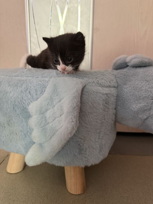 Котята красивые