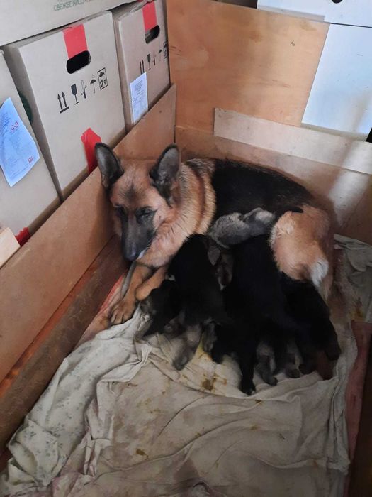 Продам щенки немецкой овчарки