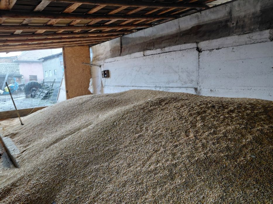 Porumb uscat de vânzare!!