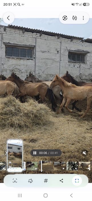 Продам жеребчиков 2025г