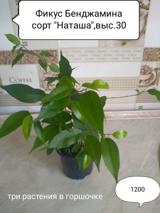 Продам Комнатные цветы