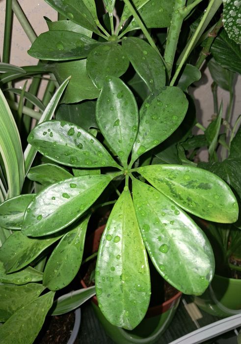 Шеффлера Мохито.