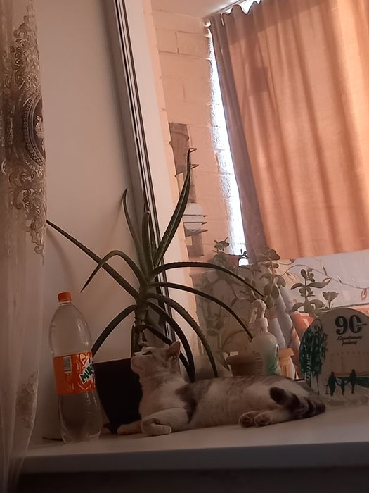 Отдам котика в добрые руки.