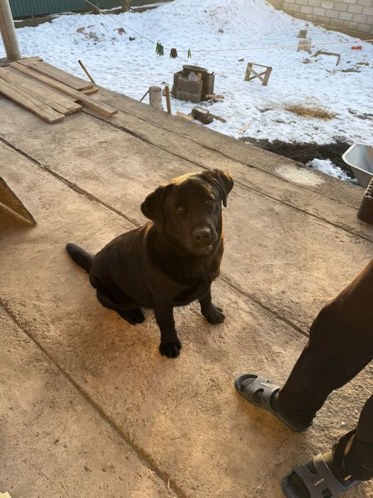 Продам лабрадора  40 000тг.