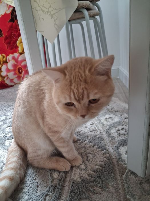 Отдам шотландский в хорошие руки