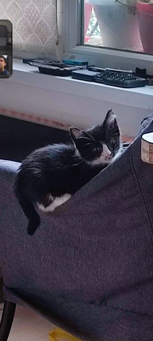 Котенок девочка 2 месяца