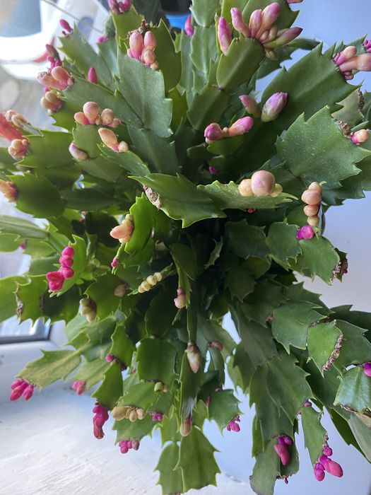 Срочно продам комнатный растение