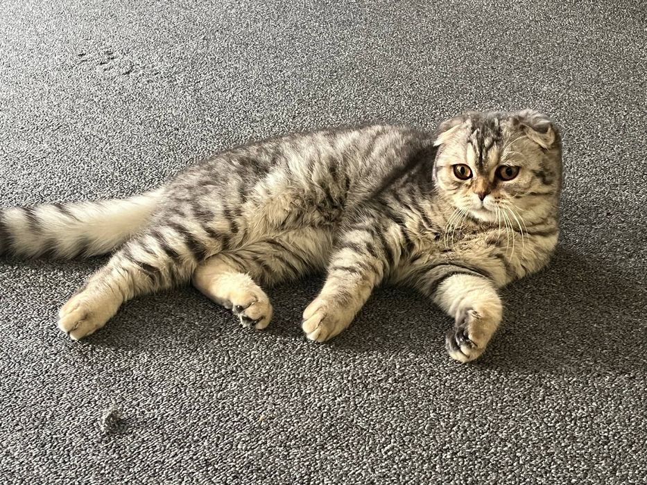 Серебристая шиншила, фолд