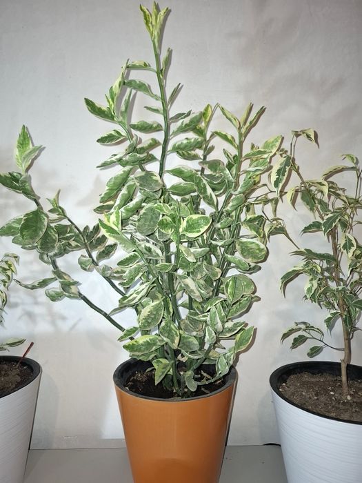 Продаются свои комнатные растения