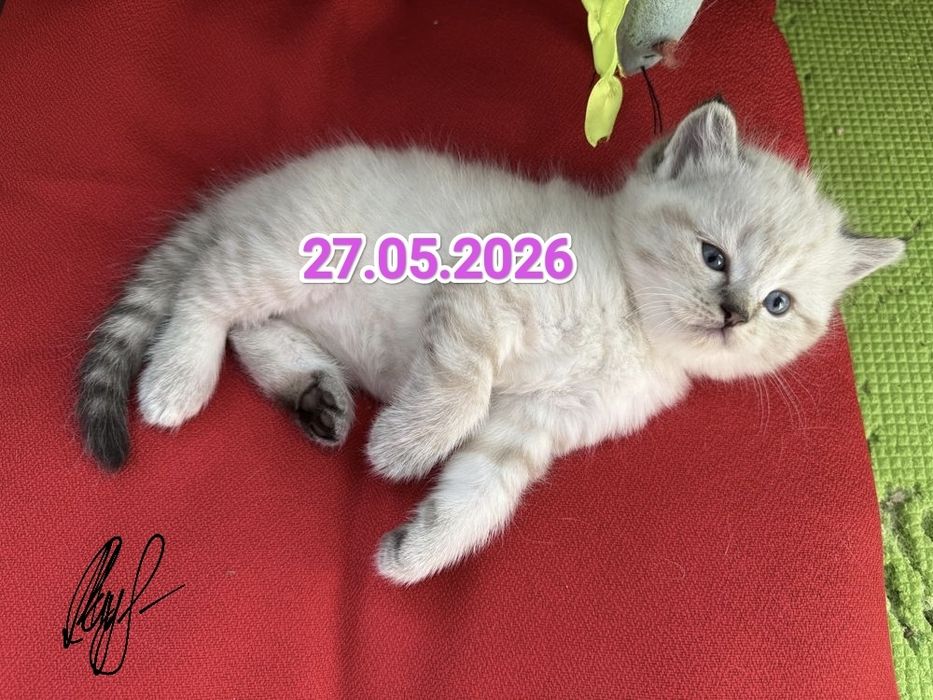 Чистокровные Британские котята