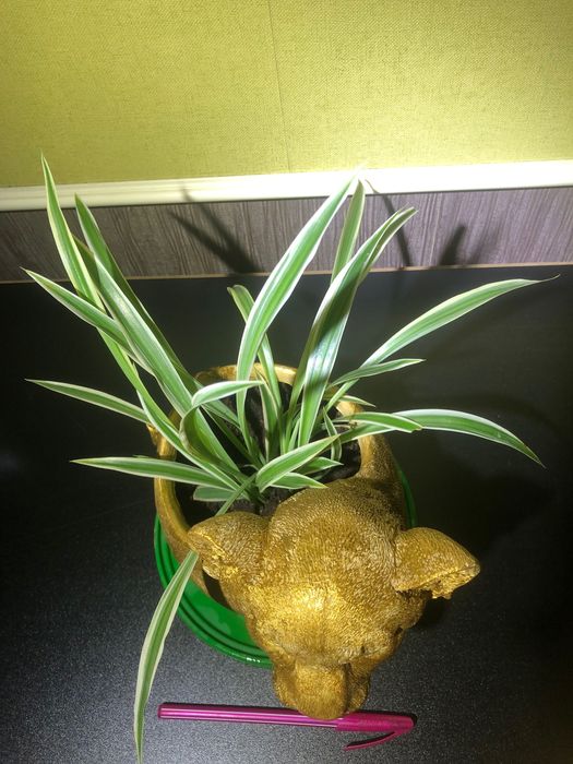 Хлорофитумы в садовых горшках